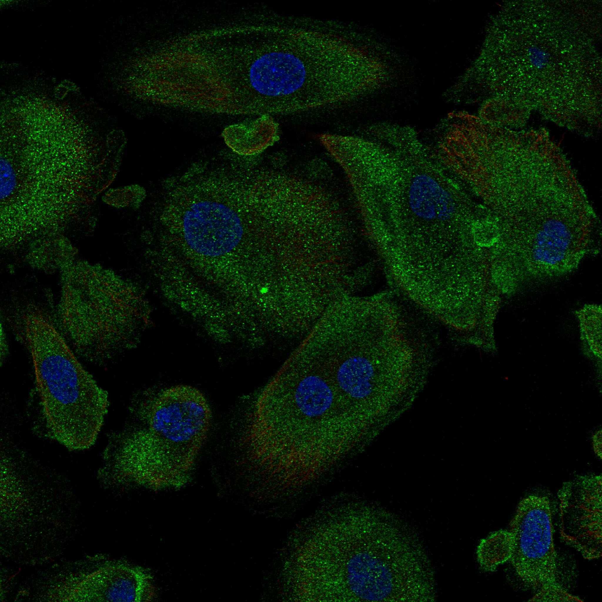 Cell atlas PNP The Human Protein Atlas