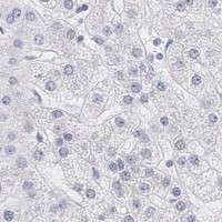 HPA IHC Liver — AR