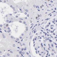 HPA IHC Kidney — AR