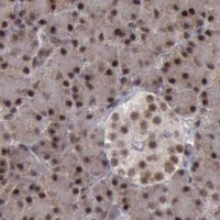 HPA IHC Pancreas — ATM