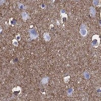 HPA IHC Cerebral cortex — ATP1B2