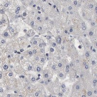 HPA IHC Liver — WDHD1