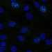 HPA001164: hTERT-RPE1 (serum starved)