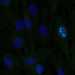 HPA001164: hTERT-RPE1 (serum starved)