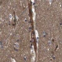HPA IHC Cerebral cortex — NANOS1
