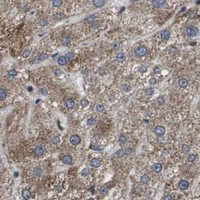 HPA IHC Liver — AXIN2