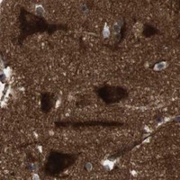 HPA IHC Cerebral cortex — PTGER4