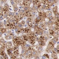 HPA IHC Liver — FRMD6