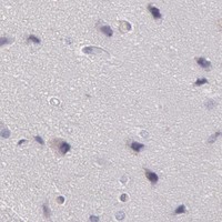 HPA IHC Cerebral cortex — FRMD6