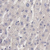 HPA IHC Liver — ZFP36L1