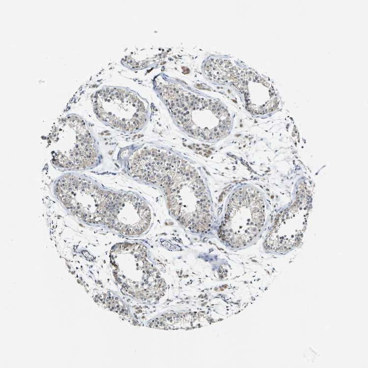 Tissue expression of LDLR Staining in testis The Human Protein Atlas