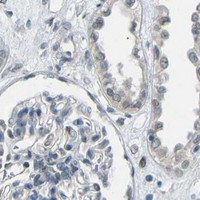 HPA IHC Kidney — GPR158