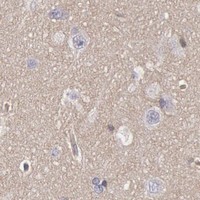 HPA IHC Cerebral cortex — STX4