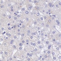 HPA IHC Liver — MYH4