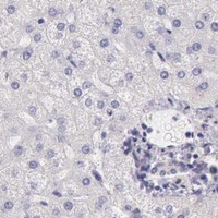 HPA IHC Liver — MYO5A