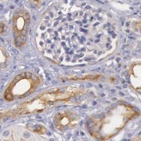 HPA IHC Kidney — MYO5A