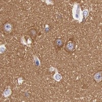 HPA IHC Cerebral cortex — MYO5A