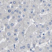 HPA IHC Liver — ACKR2