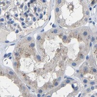 HPA IHC Kidney — ACKR2