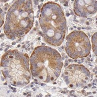 HPA IHC Small intestine — IMPDH2