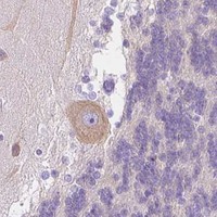 HPA IHC Cerebellum — CHRM1