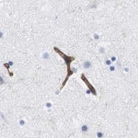 HPA IHC Cerebral cortex — S1PR2