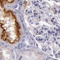 HPA IHC Kidney — FOLH1