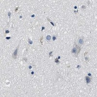 HPA IHC Cerebral cortex — GJA3