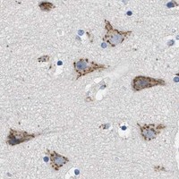 HPA IHC Cerebral cortex — GOLM1