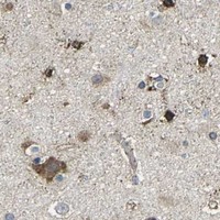 HPA IHC Cerebral cortex — PDZD8