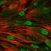 HPA015786: BJ [Human fibroblast]