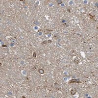 HPA IHC Cerebral cortex — PTPRE