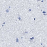 HPA IHC Cerebral cortex — IMPG2