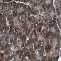 HPA IHC Pancreas — CISD2