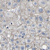 HPA IHC Liver — CTNND1