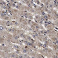HPA IHC Liver — SPIN1