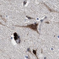 HPA IHC Cerebral cortex — LMO2