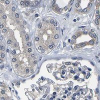 HPA IHC Kidney — GSK3B