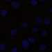 HPA016624: hTERT-RPE1 (serum starved)