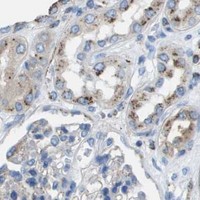 HPA IHC Kidney — PRCP