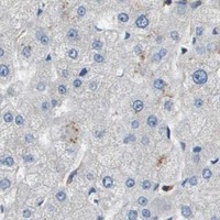 HPA IHC Liver — SCN4B