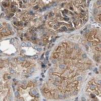 HPA IHC Kidney — AP2A2