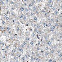 HPA IHC Liver — AP2A2
