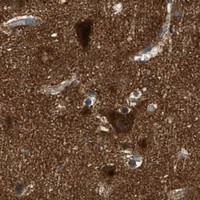 HPA IHC Cerebral cortex — AP2A2
