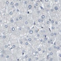 HPA IHC Liver — CBX5