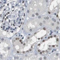 HPA IHC Kidney — CBX5