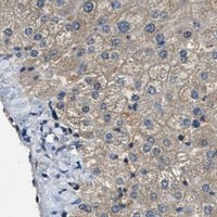 HPA IHC Liver — DUSP6