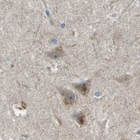 HPA IHC Cerebral cortex — MGAT3