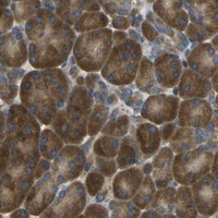 HPA IHC Pancreas — AIMP1