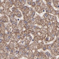 HPA IHC Liver — ITGB5